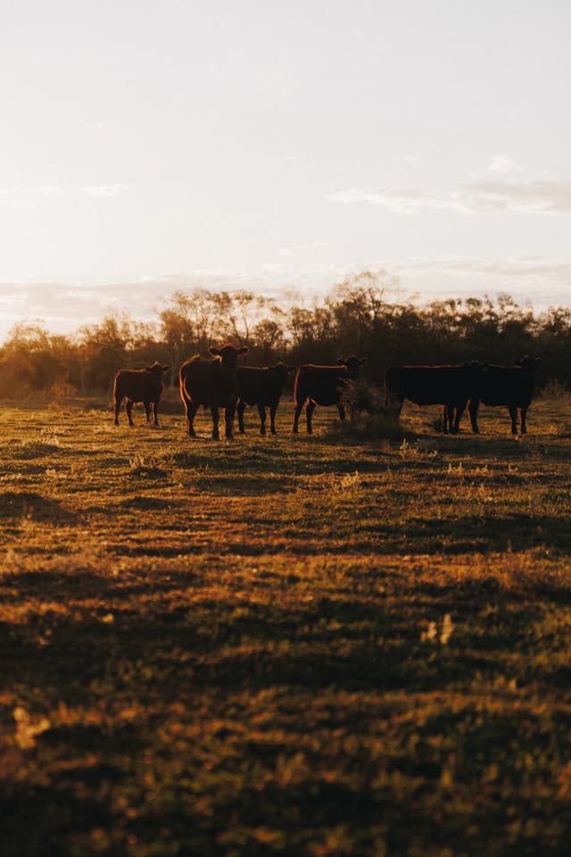A group of Providore Global cattle stand silhouetted in a paddock as golden light filters through the trees.
