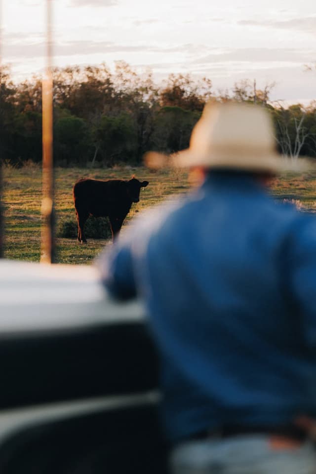 A grazier in a wide brim hat watches a cow in a paddock, from a Providore Global farm shoot at dusk.