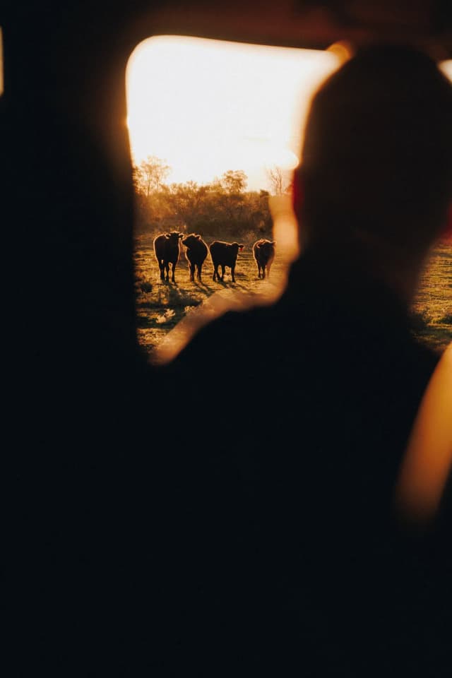 Cattle silhouetted at sunset seen through a ute's rear window on a Providore Global property.
