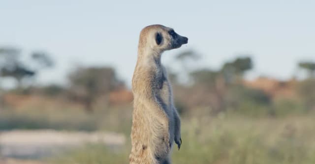 A meerkat stands upright on its hind legs, scanning the horizon amid grass and trees.