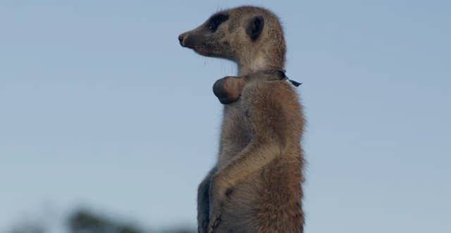 A meerkat stands upright in profile against a clear blue sky.