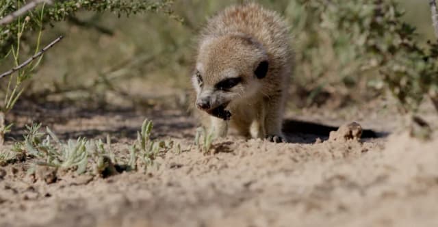 A meerkat forages in sandy desert scrub, photographed during a South African wildlife shoot.