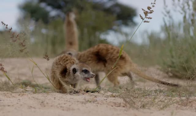 Two meerkats stand alert on sandy ground amid tufts of grass in the South African bush.