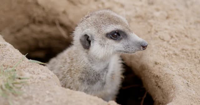 A young meerkat peers out from a sandy burrow entrance, surrounded by mounds of dug earth.