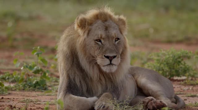 A male lion with a full mane rests in dry grass, watching the camera in the South African bush.