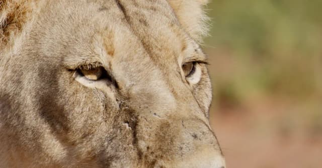 A close-up of a lion's face showing its eyes and fur texture in soft light.