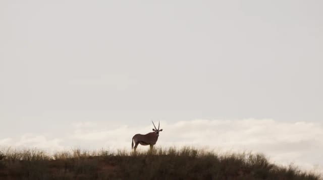 An oryx antelope stands silhouetted on a grassy dune against a pale sky in South Africa.