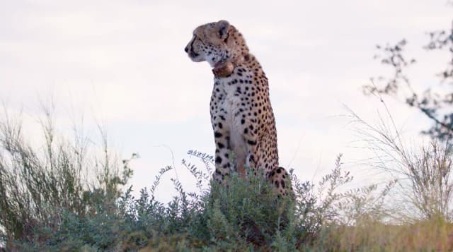Two meerkats stand close together on sandy ground with bushland in the background.