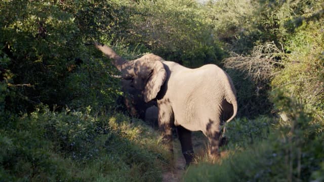 An elephant walks along a bush track surrounded by dense green trees and shrubs.