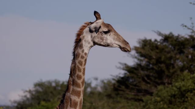 A giraffe's head and neck in profile against blue sky and green bushland in South Africa.
