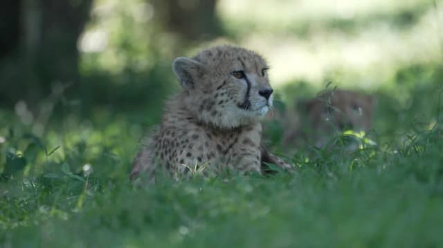 A young cheetah cub sits alert in long grass in the South African bush.