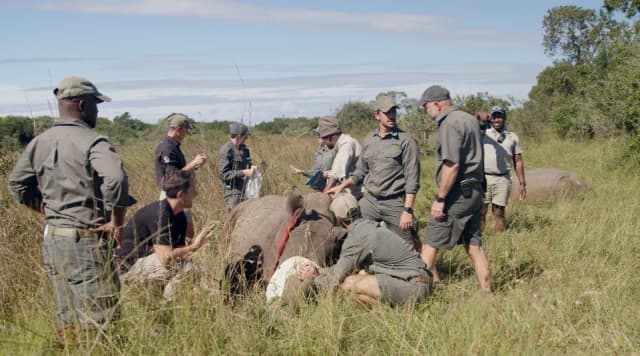 A group of rangers and researchers gather around a sedated rhinoceros lying in the grass during a conservation procedure in South Africa.