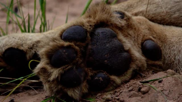 A close-up of a lion's paw pads resting on sandy ground amid grass, South Africa.