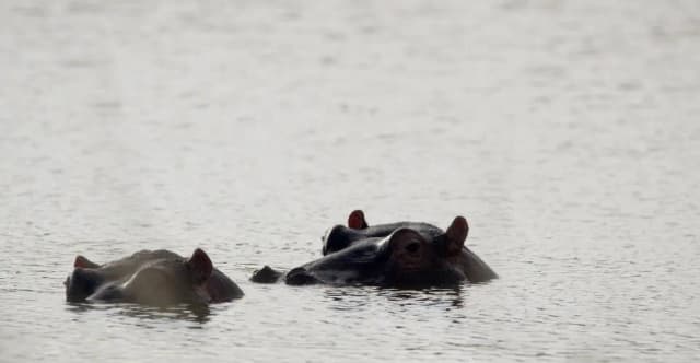 Two hippos surface in murky water, photographed during a South African wildlife shoot.