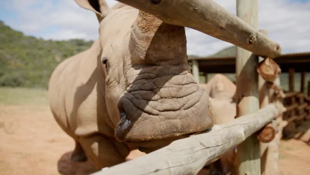 A rhino rests its head beside a timber fence rail in a South African wildlife enclosure.