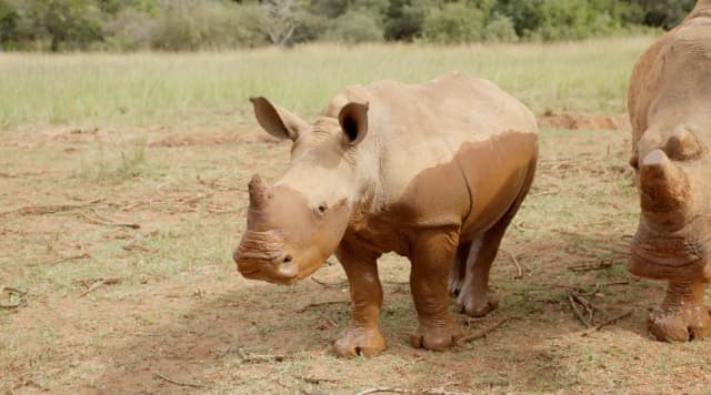 A young white rhino calf stands beside an adult rhino in a grassy South African reserve.