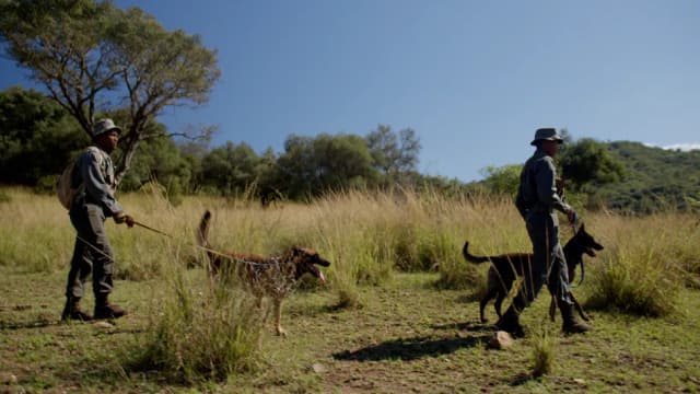 Two rangers walk their tracking dogs on leashes across open grassland under a clear blue sky.