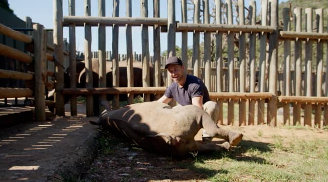 A man in a cap crouches beside a sedated rhino inside a wooden holding pen.