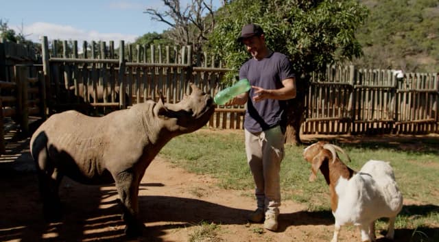 A man bottle-feeds an orphaned rhino calf beside a goat in a timber-fenced enclosure.