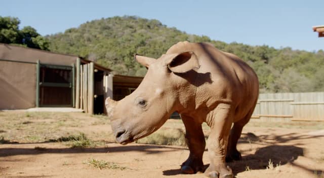 A young dehorned rhino stands in a fenced enclosure with a shelter and hills in the background.
