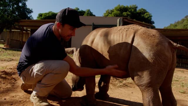 A man in a cap crouches to pet a young rhino calf in a sanctuary enclosure in South Africa.