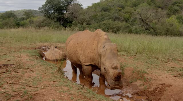 A rhino drinks from a muddy watering hole surrounded by grass and trees.