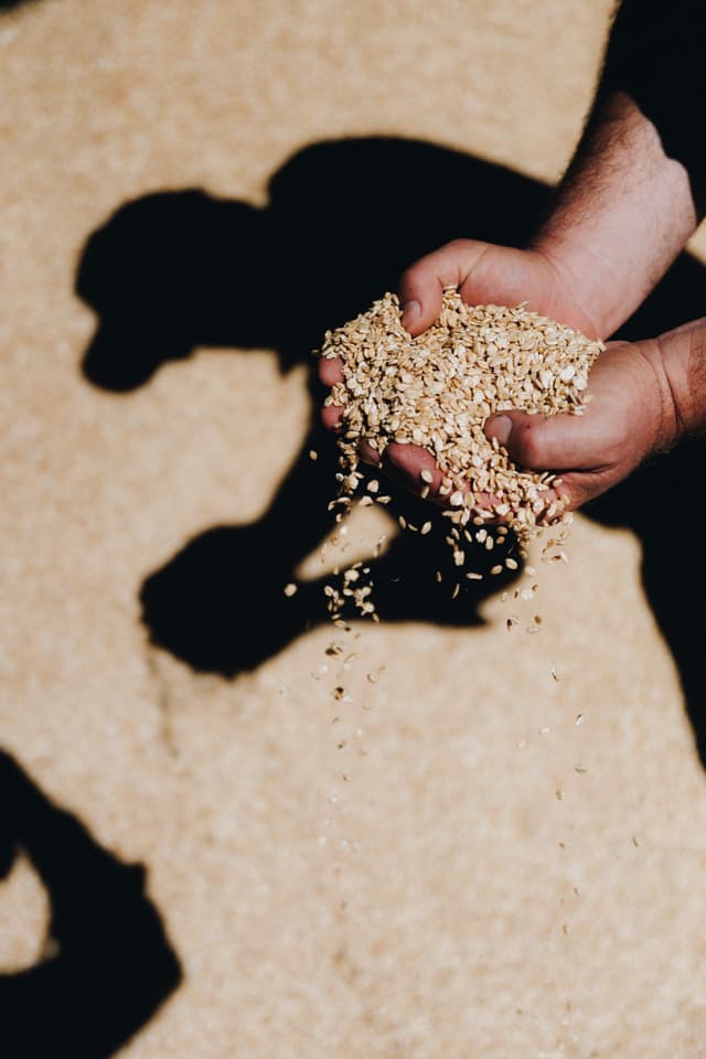 Hands pour rolled oats onto sandy ground, casting a cow-shaped shadow, at a Providore Global farm.