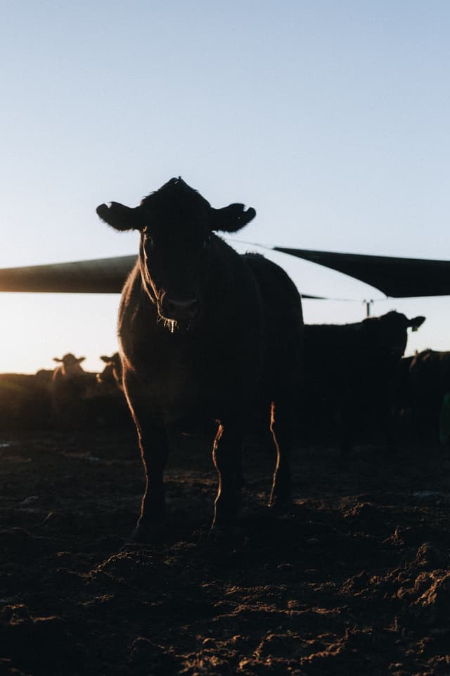 A black bull stands silhouetted against a golden sunset among a grazing herd on a Providore Global farm.