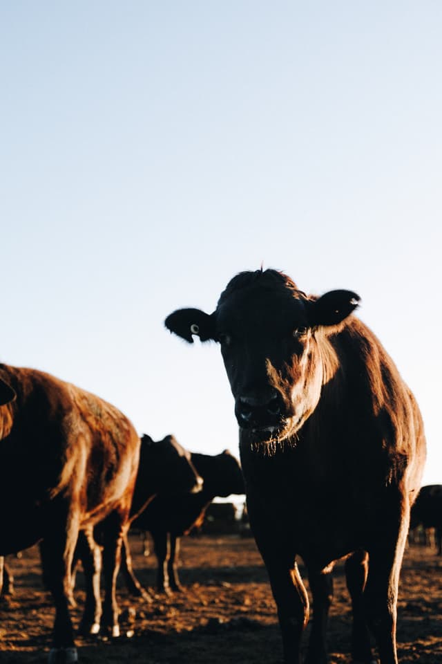 A brown cow with ear tags looks toward the camera among a grazing herd on a Providore Global farm at dusk.