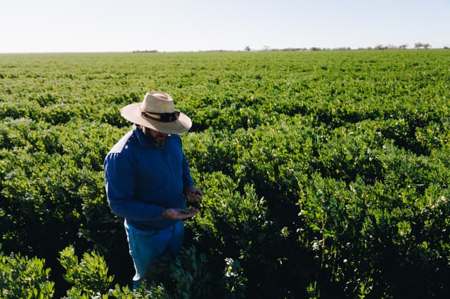 A Providore Global grower in a straw hat inspects crops in a lush green field.