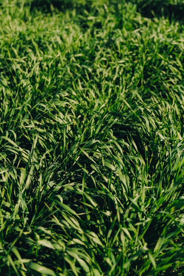 A close-up view of green crop rows growing on a Providore Global farming property.