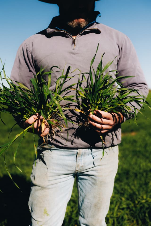 A farmer holds two handfuls of freshly pulled wheat plants with roots exposed in a paddock, for Providore Global.