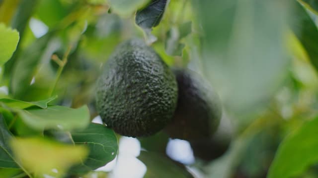 Ripe avocados hang among green leaves on a tree branch at a Reemoon orchard.