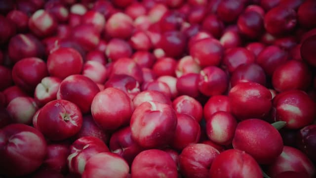 A close up shows a pile of ripe red Reemoon nectarines with pale flesh showing through the skin.