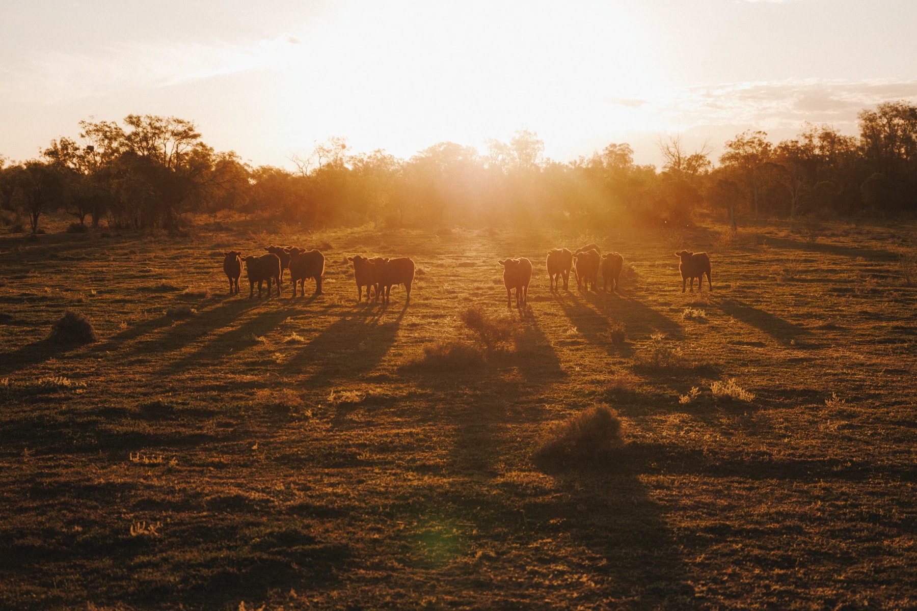 Cattle standing in a paddock at Garah with the sun low behind them and long shadows across the grass