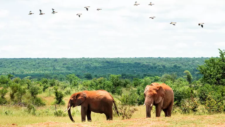 LC202303_TysonMayrPandaMasuie_010_704917_reduced